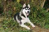 SIBERIAN HUSKY 843
